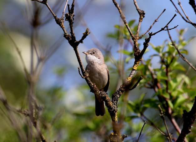 Blackcap at West Hythe (Brian Harper) Whitethroat at Folkestone Warren (Dale Gibson) The temperature increased to 20 C in lighter southerly winds on the 7 th and there was a decent arrival of summer