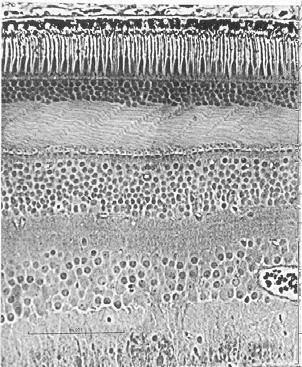 Cross-section of Human Retina Outer Retinal Photoreceptors rods OS ON L Receptor Models INL cone GCL Inner µm X Light Rods - Cones