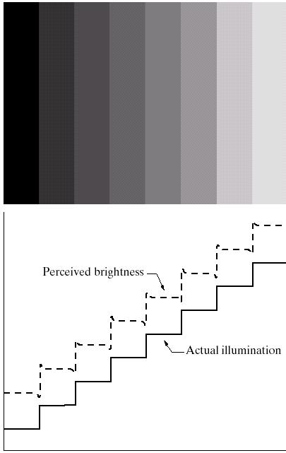 Brightness Discrimination Brightness is not a simple function of intensity.