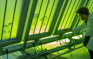 RESEARCH Algae technology facility A greenhouse of innovation: The TUM, together with its project partner Airbus, has built a 1,500 m² algae technology centre for research within the context of the