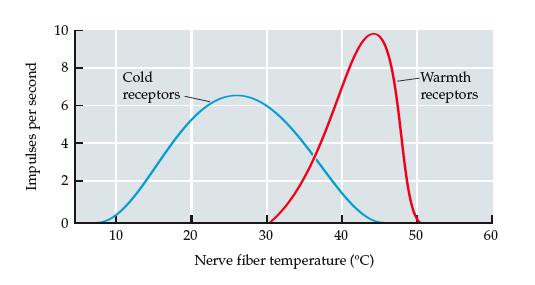 Thermo-receptors lack specialized endings; respond to temperature change.