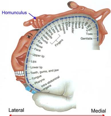 Homunculus in SI results from somatotopic mapping* Central Sulcus SI Areas 5 & 7 SI SI includes