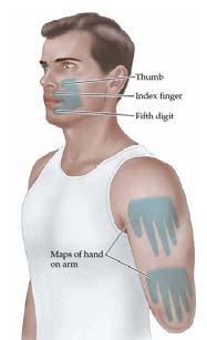 activated by finger 2 and 4, plus base of 3 Amputation point Thumb Index finger 5th digit face arm