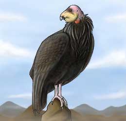 The California condor feeds on the carcasses of deer, cattle and sheep as its main diet. The condor inhabits dry hill country and mountainous areas in central California in the United States.