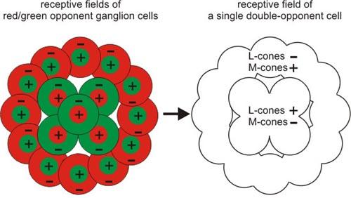 Chromatic receptive fields: L/M cone opponent pathways for color vision This represents the receptive field of an L/M cone opponent P cell.