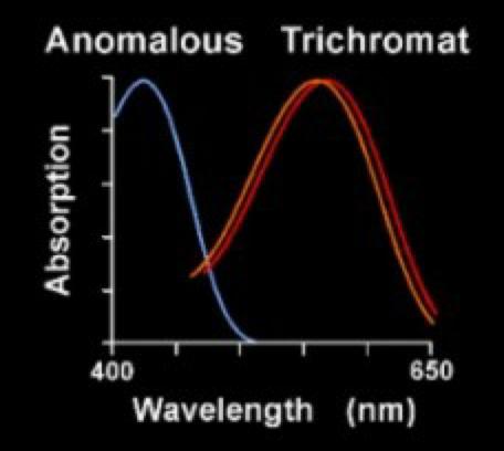 A trichromatic (three receptor) system requires 3 mixing lights (primaries) to match any other colour A dichromatic system requires 2 mixing lights A monochromatic system sees all wavelengths as
