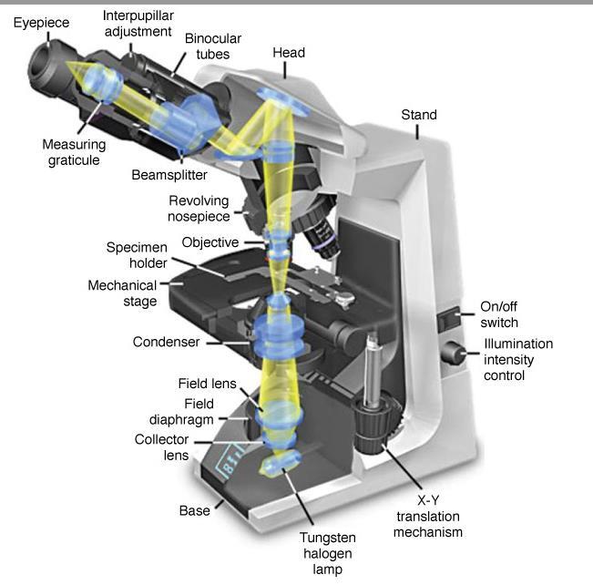 Figure 1-3: Bright field microscope Objects smaller or thinner than 0.2um (such as a ribosome, a membrane, or a filament of actin) cannot be distinguished with this instrument.