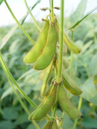 Soybeans as the vehicle for teaching science In schools, food and agriculture are the perfect vehicles for delivering the concepts of biology, chemistry, environmental and earth sciences, and other