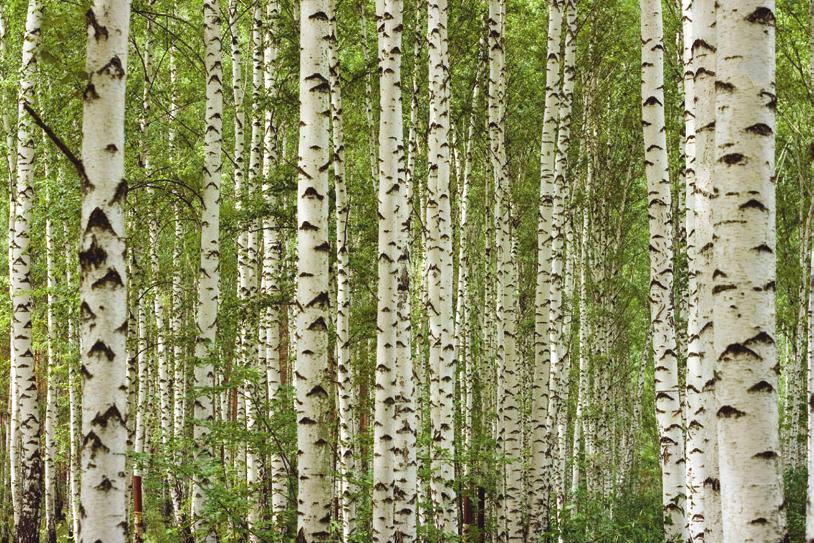 information. Birch trees are the ultimate renewable resource with virtually every part of the tree being utilised.