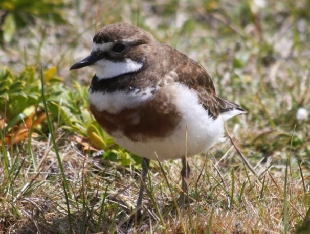 Migratory shorebirds in Port Stephens Double-banded Plovers spend winters in Port Stephens They breed in the South Island of New