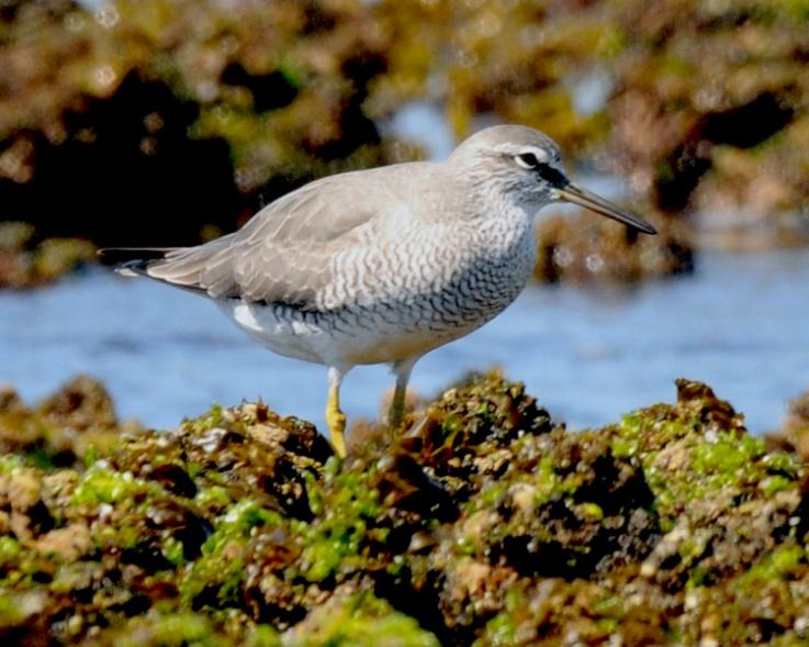 Port Stephens special shorebirds Migratory Species Grey-tailed Tattler 100-125 birds each summer, and 10-20 in winter 0.2-0.