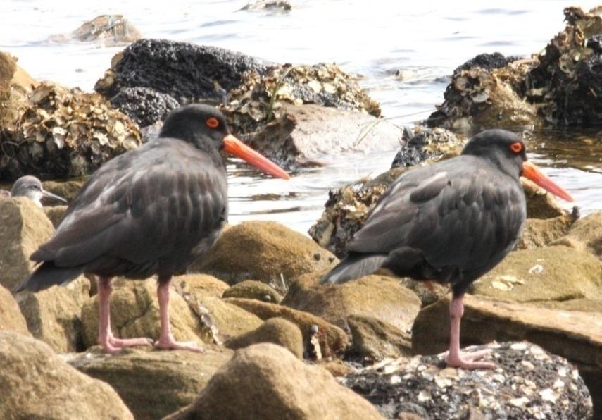 Port Stephens special shorebirds Australian Endemic Species Sooty Oystercatcher Classified as Vulnerable in NSW Nests on rocky headlands,