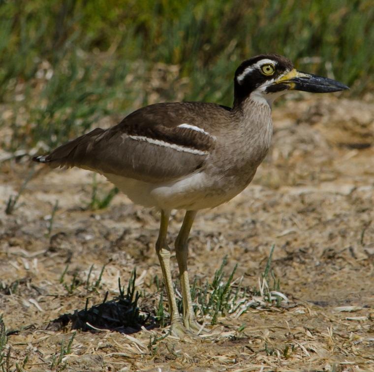 Port Stephens special shorebirds Australian Endemic Species Beach Stone-curlew Classified as Critically Endangered in NSW (officially: 13 birds) Nests in dunes/clearings behind beaches,
