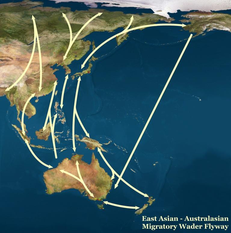 East Asian - Australasian Flyway Birds breed in Siberia, North China and Alaska in June