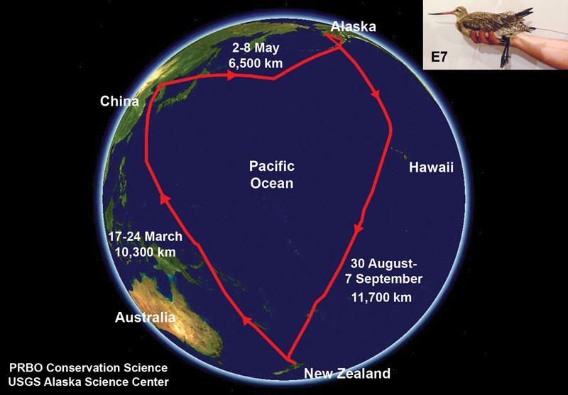 Bar-tailed Godwit satellite tracking In 2007 NZ scientists fitted 16 Bar-tailed Godwits with satellite transmitters Birds flew non-stop to Yellow