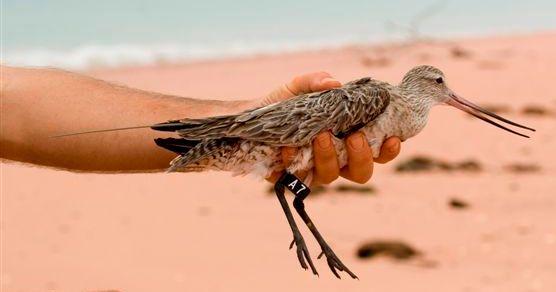 2008 Birds flew nonstop to Yellow Sea, spent 6