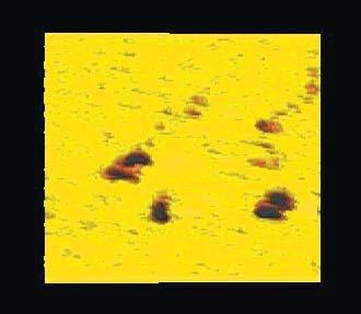 APPLICATION NOTE M06 attosnom I: Topography and Force Images Scanning near-field optical microscopy is the outstanding technique to simultaneously measure the topography and the optical contrast of a