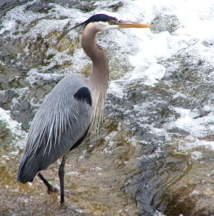 Activity - Scavenger Hunt: Explore the Concord River Greenway Here s a fun way to be a successful birder: Take an adventure the Concord River Greenway and explore the different habitats where birds
