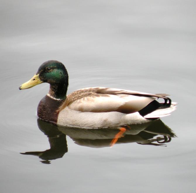 Activity - Like Water Off a Duck s Back Experiment: Certain birds, such as ducks, have oil glands on their rears.