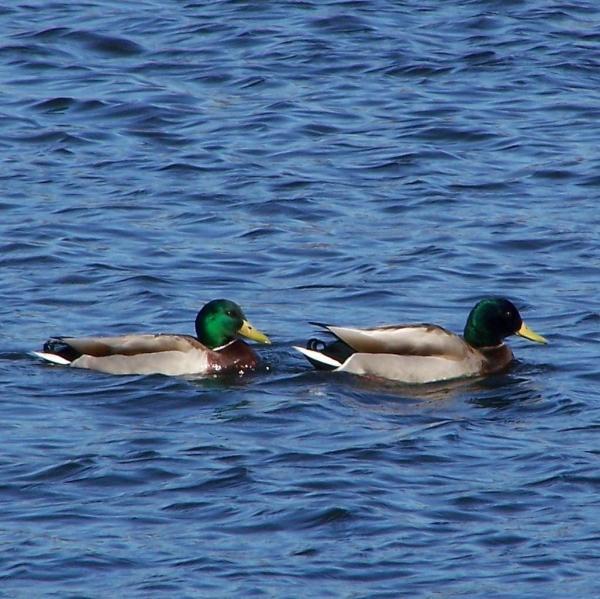 Water When a duck is not just a duck: Here we see two male mallard ducks (a male duck is also known as drake ).