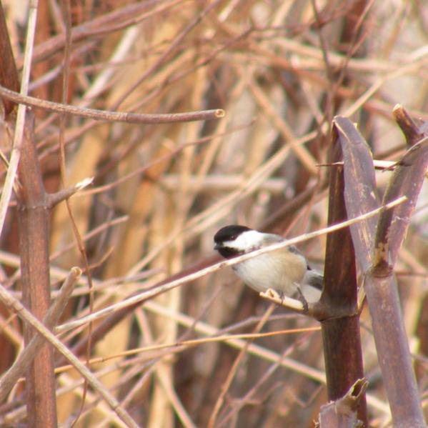 Shelter Black-capped chickadees feed on the seeds of Japanese knotweed (See invasive Plants).