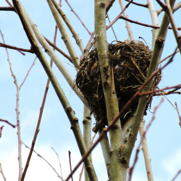 A bird nest built firmly in high up in a tall shrub offers protection