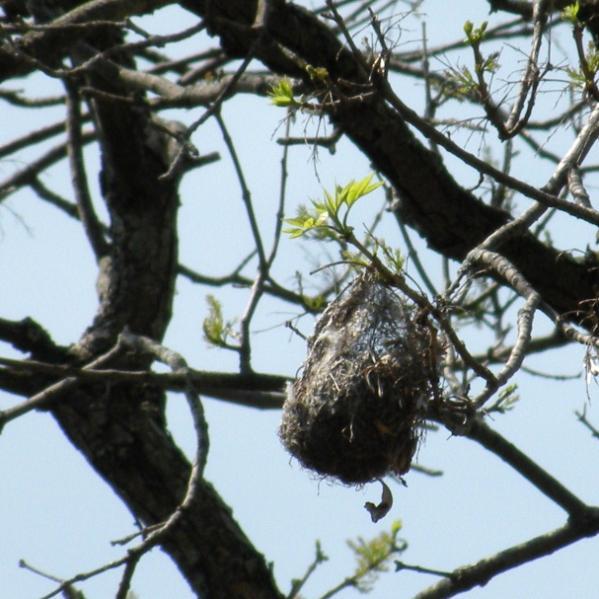 The unique hanging basket nest of a Baltimore oriole: This type of nest