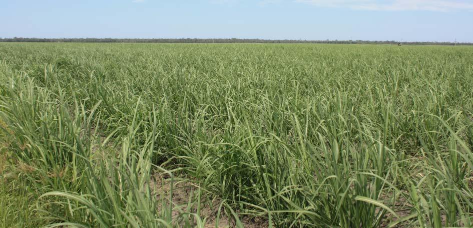 Figure 5.2. A sugar cane field at Fairymead, near Bundaberg, Queelsland. Two fibre spectrometers were used to measure the spectral reflectance over the range from 400-2100 nm.