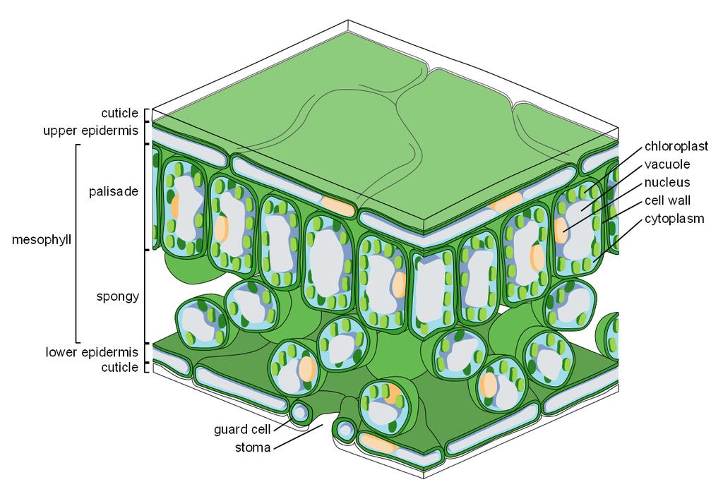 Figure 2.4. Diagram of leaf structure showing layers within the leaf and cell structure (source: [42]).