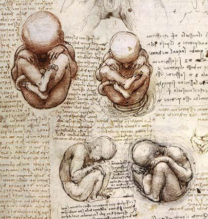 p// j / /g y g /p g / _ Science atanomy skull These are sketches of the fetus inside the female's body, growing into a baby.