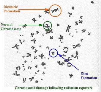 Cell Killing By Ionizing Radiation