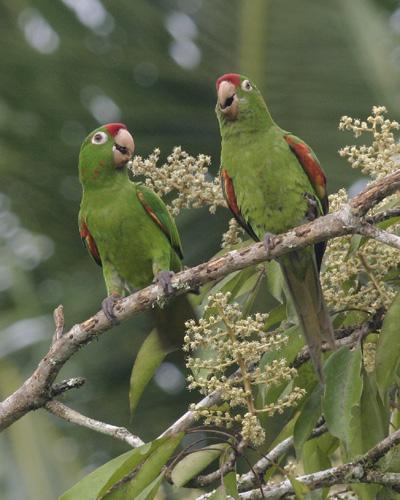 Bird TREKS COSTA RICA A Wonderful Variety of Birds & Habitats Saturday, 28 February through Friday, 13 March 2015: 14 days & 13 nights Several nights at each location gives this tour a calm, relaxed