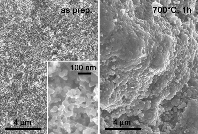 Morphology of as-prepared bioglass nanoparticles Transmission electron microscopy of as-prepared bioglass (Fig. 1) corroborated that the material consisted of 20-50 nm sized nanoparticles.
