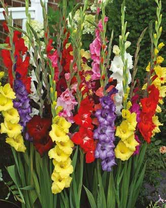 Glads, freesia, liatris spicata and orchid glads - 57 bulbs in all - at a price that s as easy on the pocketbook as it