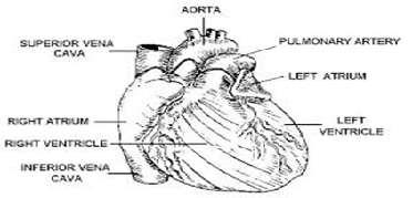 Cardiac Arrhythmia is the condition of abnormal electrical activity which is observed by the ECG graph.