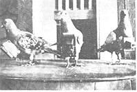 Pigeon cameras (1903)