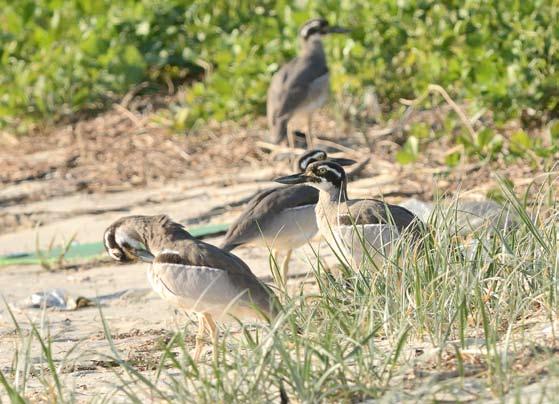Beach Stone Curlew The Beach Stone Curlew is a spectacular local shorebird. They are a threatened specie. It is likely that no more than a dozen of these birds exist in SE Queensland.