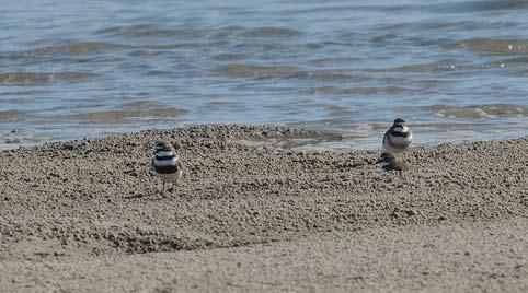 Double-banded Plovers in breeding