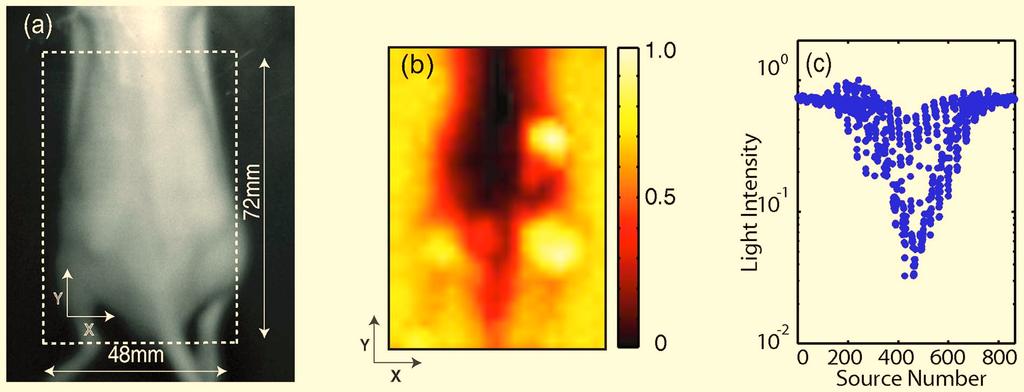 Fig. 2 Variations in the light transmitted through a mouse indicate highly heterogeneous optical properties.