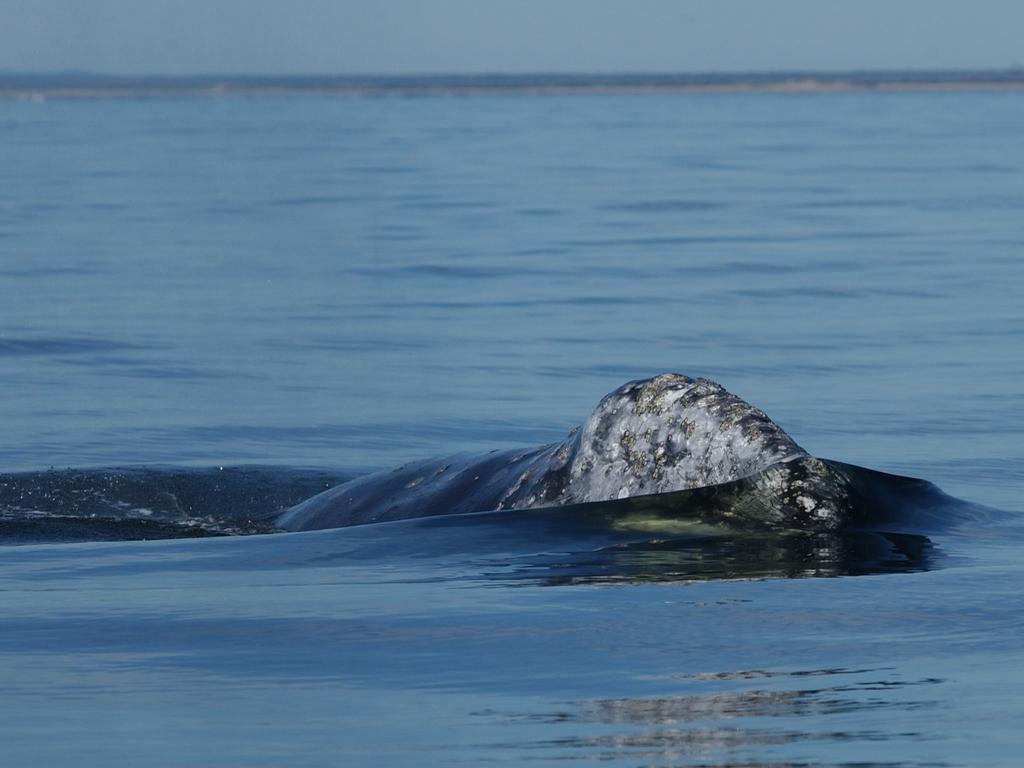 Body condition of western gray whales in relation to environmental change in the North Pacific Hyun Woo Kim 1, 4, David W. Weller 2, Amanda L.