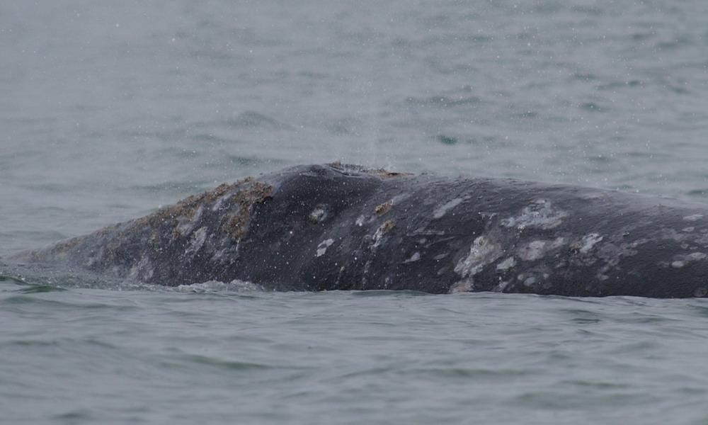 Skinny gray whales were found in 1999