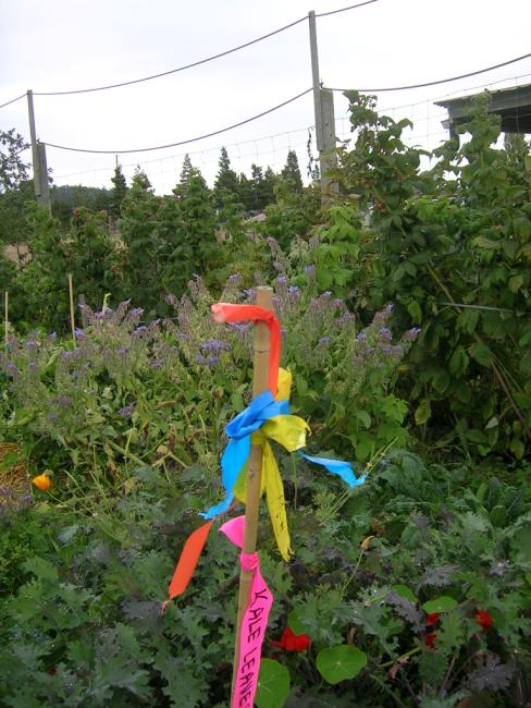 no other tool use is required for full participation in community decision making. Figure 3: Information overload. Plastic ribbons denoting watering, weeding, and harvesting information.