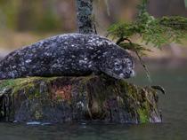 Over the past several years he has focused on capturing the beauty and uniqueness of the Great Bear Rainforest on the BC coast - the largest intact temperate rainforest