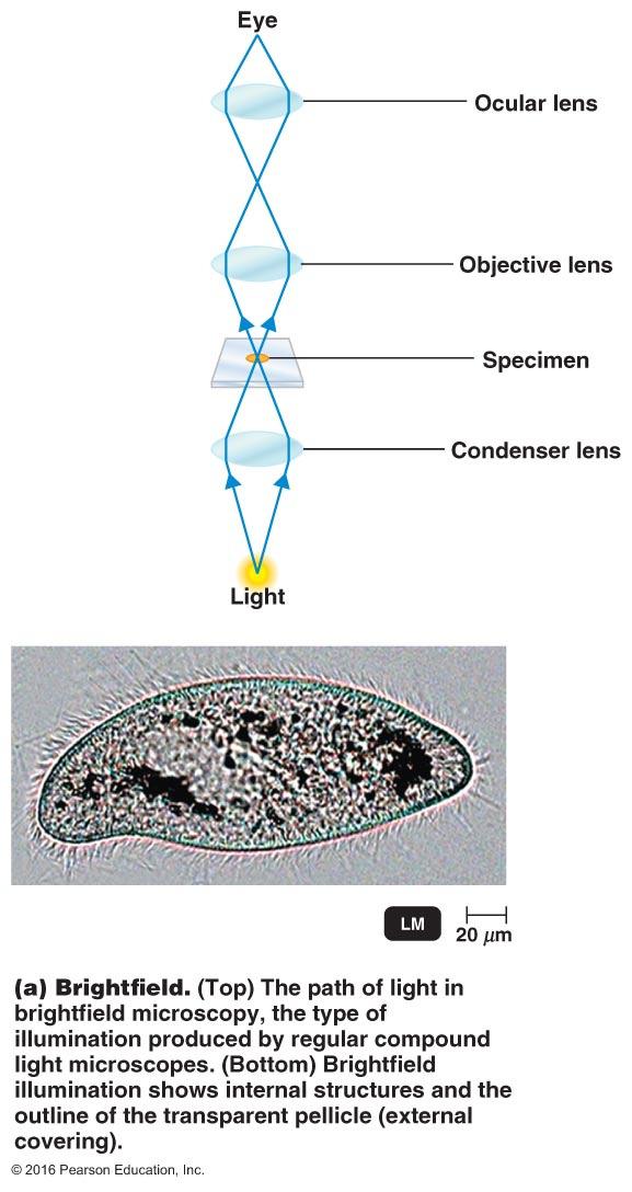 that are as little as 0.2 μm apart Resolution is dependent on Wavelength of light (shorter the λ, greater the res) Numerical aperture (ability of lens to gather light) Fig. 3.3 .