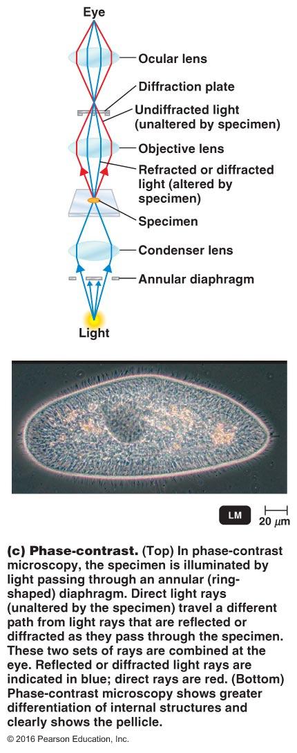 to see living microbes Better cellular detail Separate illuminating light from light refracted off of specimen Light travels faster through