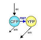 enzymatic activity or DNA/RNA conformation), (3) ion concentrations using special FRET-tools like the CFP-YFP cameleon No FRET Signal CFP is