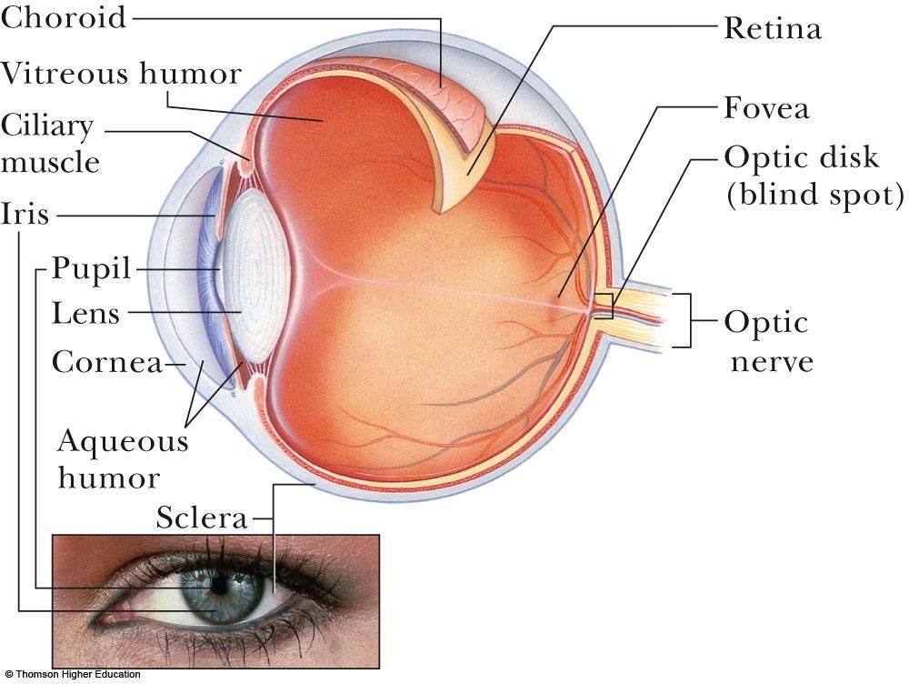 The Eye The normal eye focuses light and produces a sharp image Essential parts of the eye: