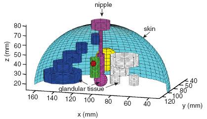 6 @ 900 Mhz for the background medium and tumor inclusion. The Breast tissues is modeled by a water (21%), corn syrup (78