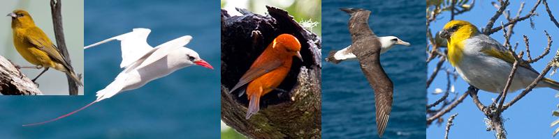 While the situation with the native birds on Kauai continues to cause real alarm among conservationists, Hawaii overall is still home to fantastic birds, and we felt lucky to connect with most of our