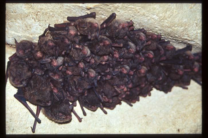Monitoring of Bat Populations Hibernation Surveys Some